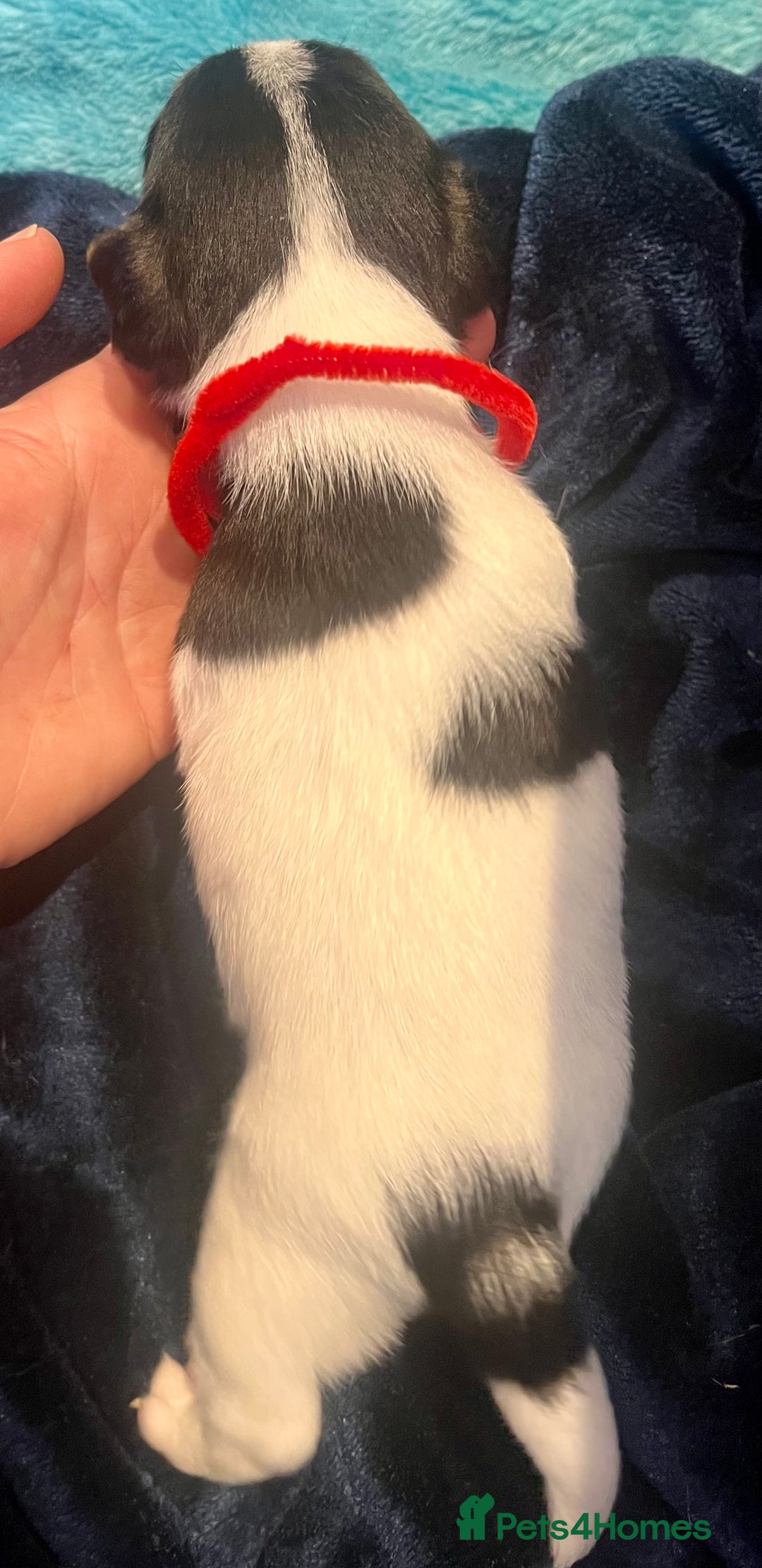 Mixed Breed dogs for sale: First litter of 7 Jack Russel puppies  - Image 10