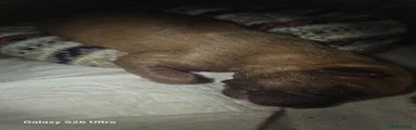 Dogue De Bordeaux 2