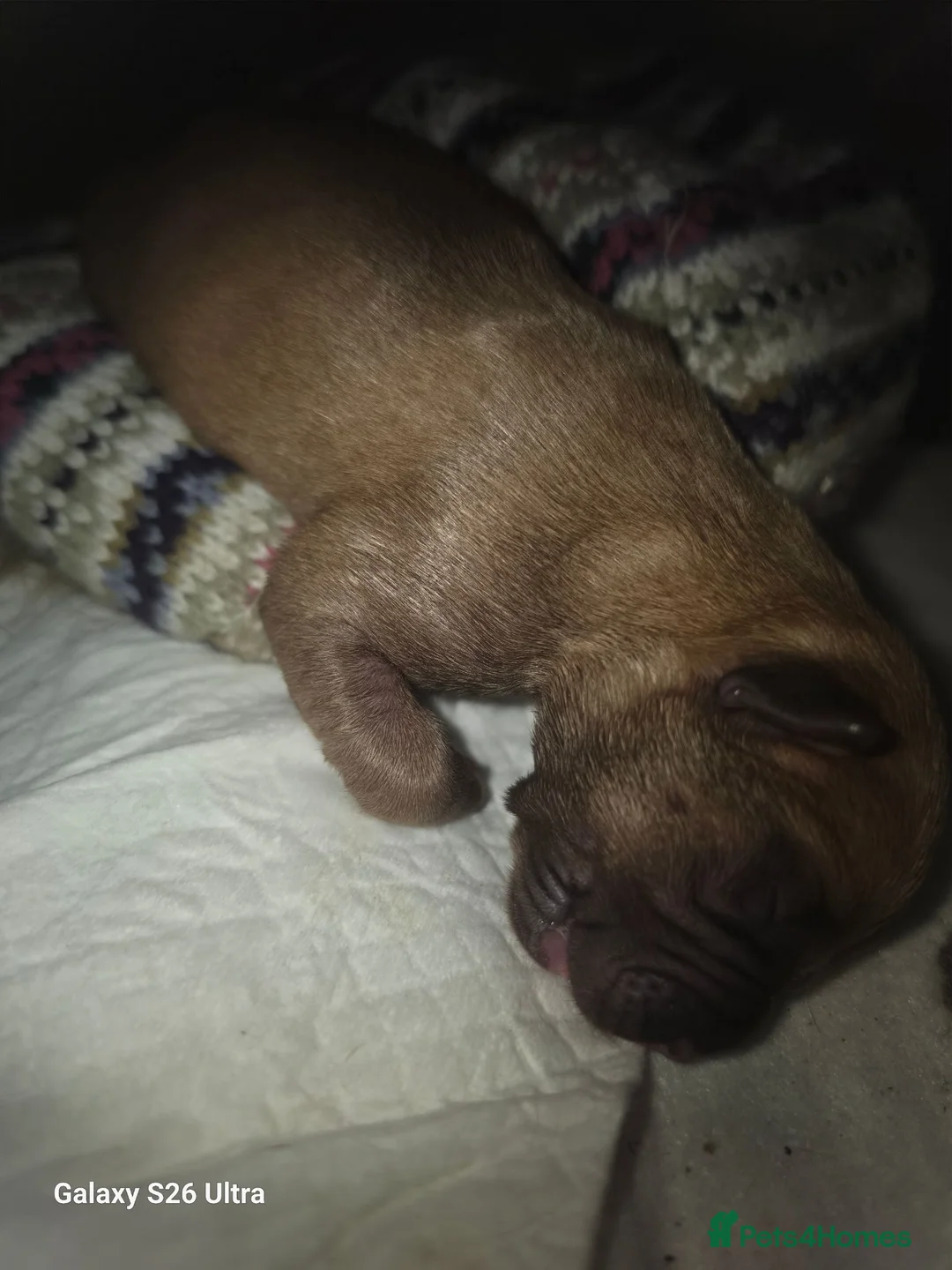 Dogue De Bordeaux dogs for sale: Dogue de bordeaux puppies avail in Buckley - Advert 9