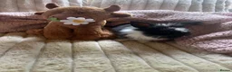 Lionhead rabbits for sale: Baby lionhead cross flop rabbits  - Advert 21