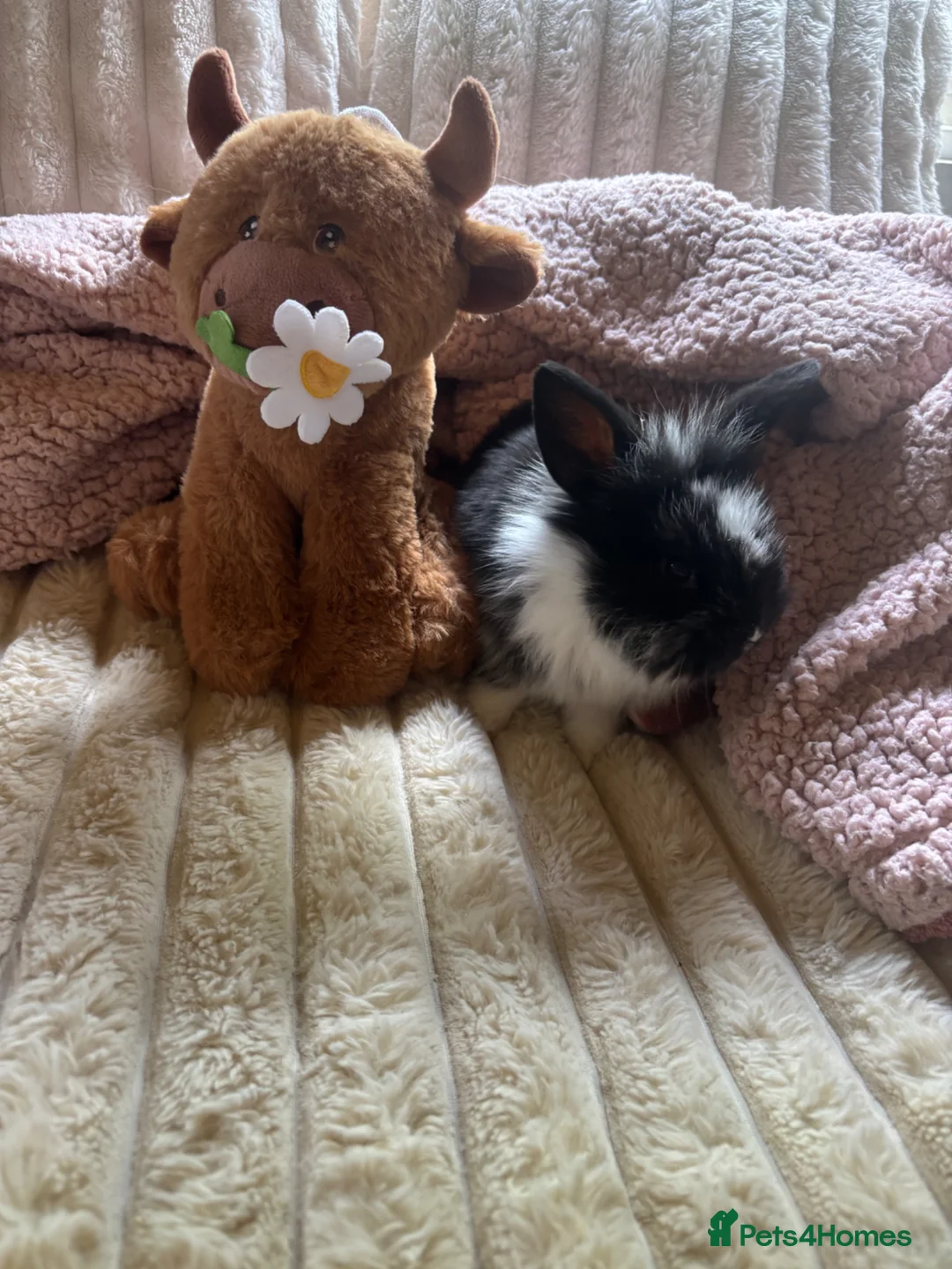 Lionhead rabbits for sale: Baby lionhead cross flop rabbits  - Advert 21