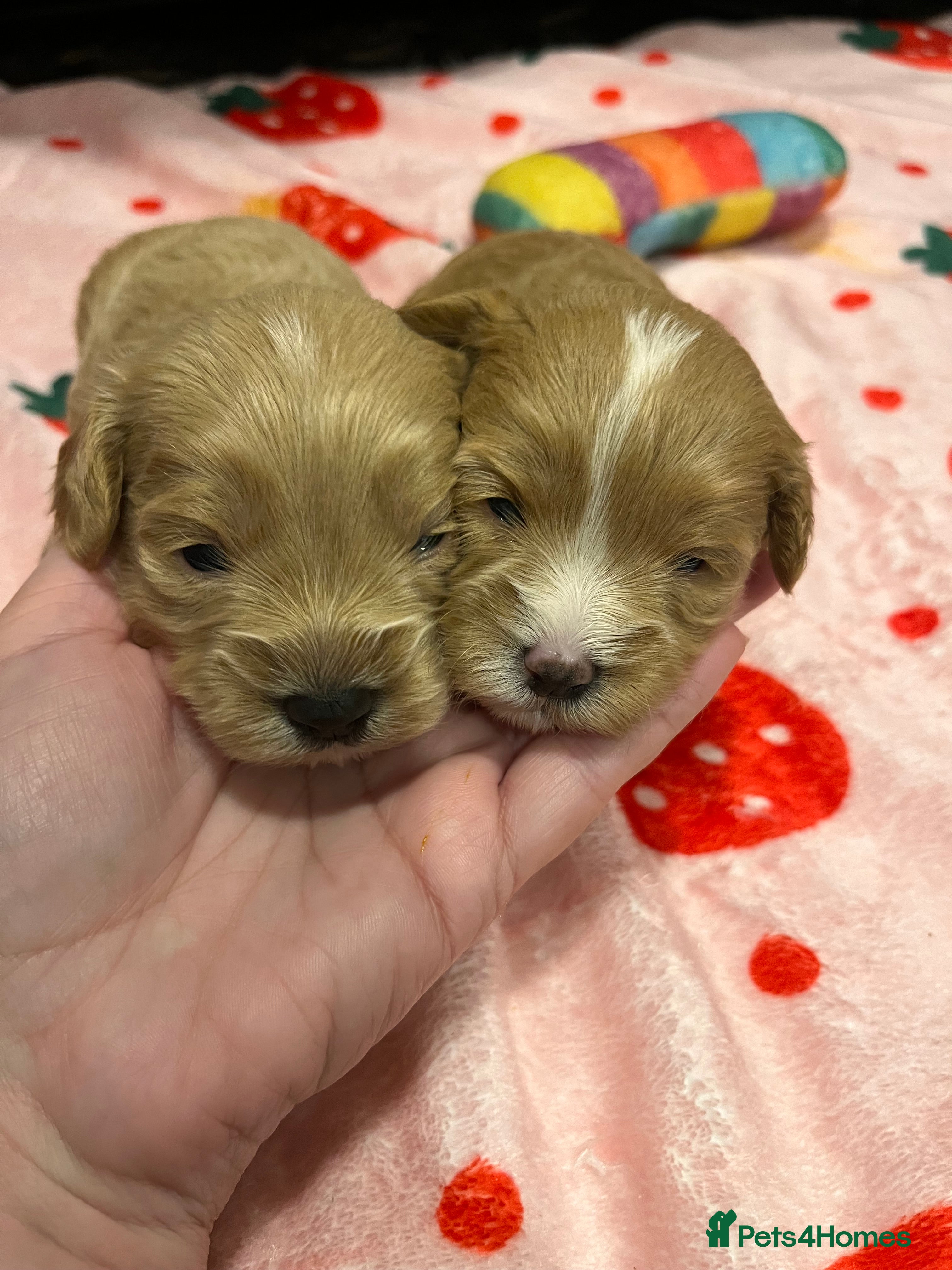 Maltipoo dogs Beautiful Quality Maltipoo Boy &amp; Girl  - Advert 16