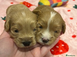 Maltipoo dogs Beautiful Quality Maltipoo Boy & Girl - Advert 4