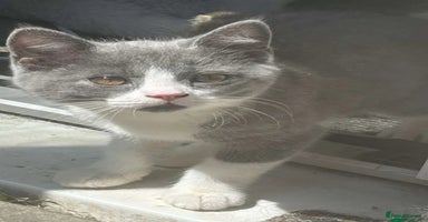 Mixed Breed cats - Advert 4