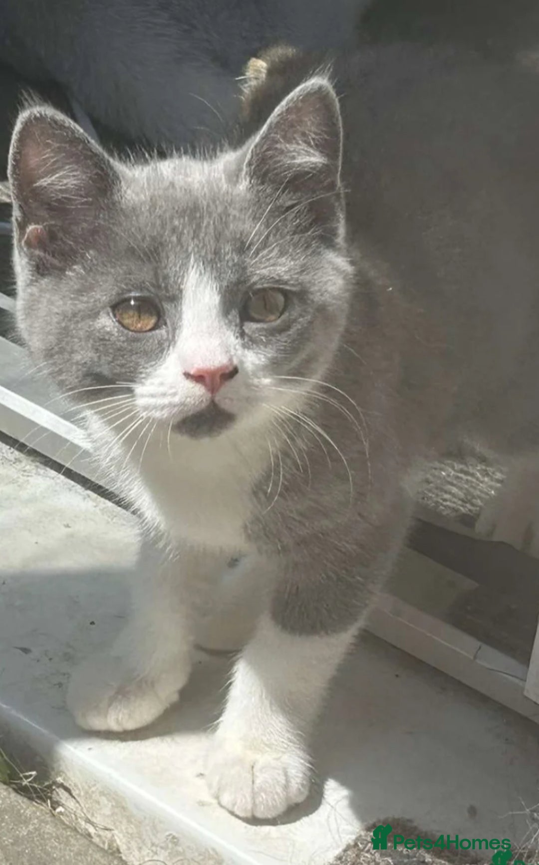 Mixed Breed cats for sale: 3 gorgeous kittens ready now Scottish fold mix - Image 2