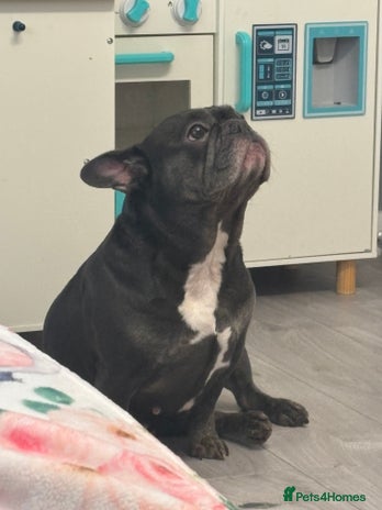 French Bulldog dogs - Advert 11