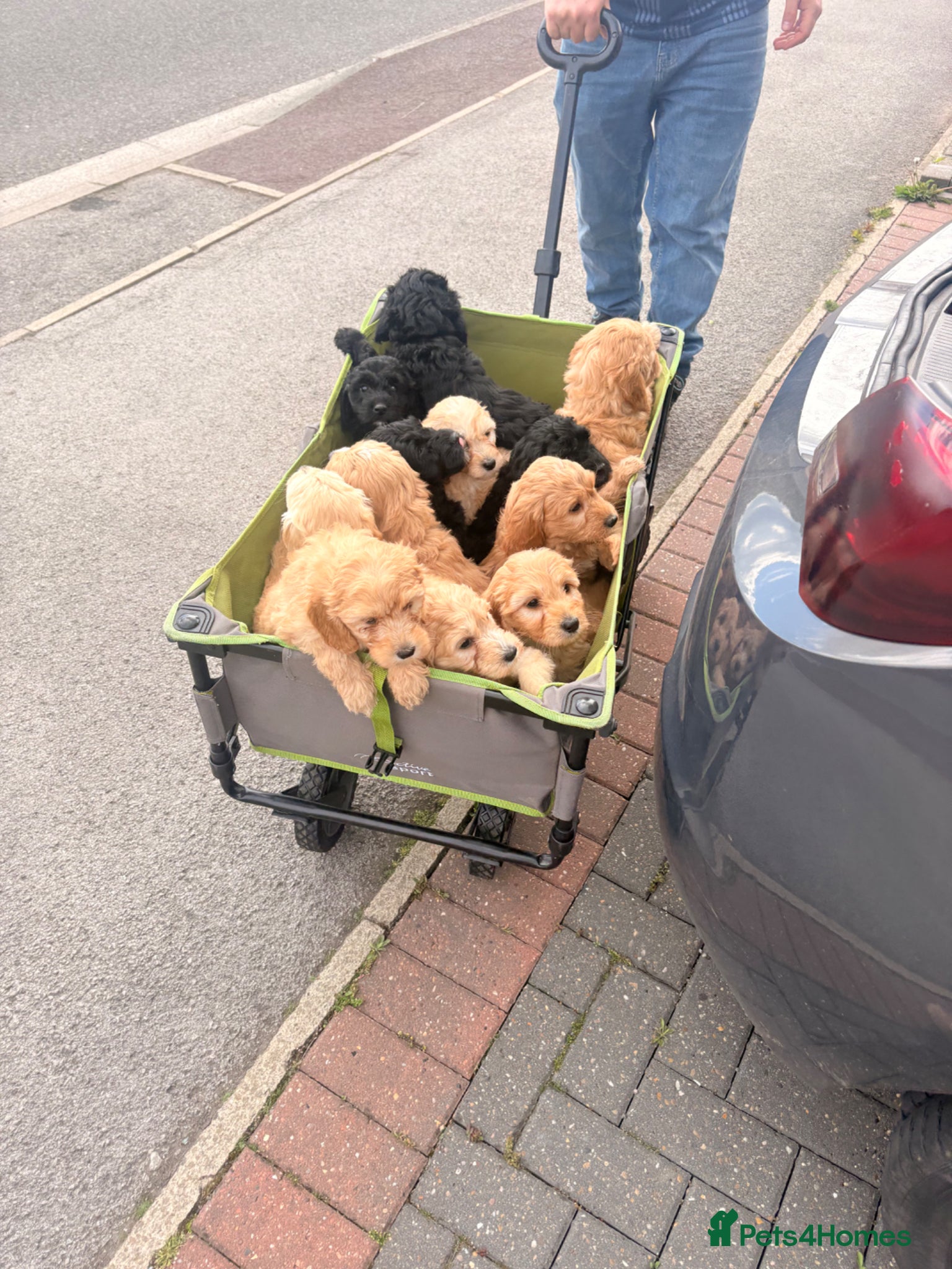 Mini Goldendoodle dogs READY 22nd May Mini Goldendoodles Therapy dog mom - Advert 1