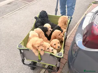 Mini Goldendoodle dogs READY 22nd May Mini Goldendoodles Therapy dog mom - Advert 7