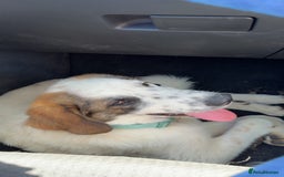 Mixed Breed dogs for sale: Winnie  - Image 4