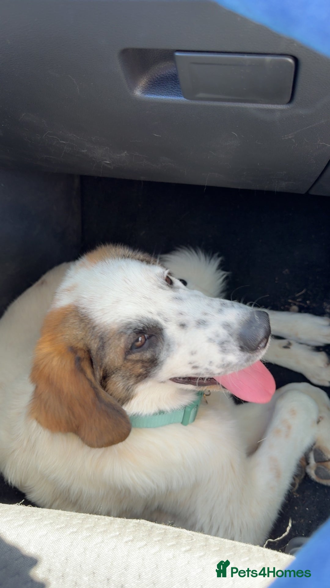 Mixed Breed dogs for sale: Winnie  - Image 4