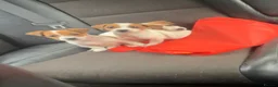Jack Russell dogs for sale: 3 Jack Russel pups in Coventry - Advert 2