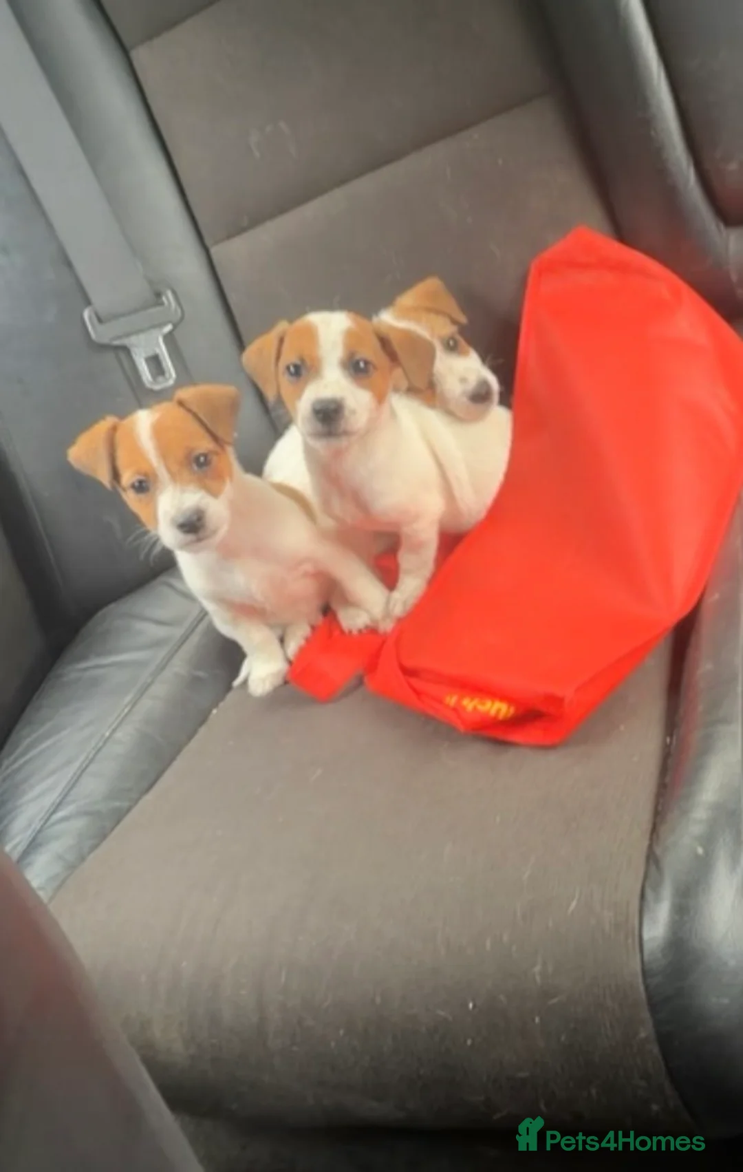 Jack Russell dogs for sale: 3 Jack Russel pups in Coventry - Advert 2