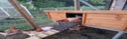 Chickens poultry for sale: Wheaton Maran hens for sale  - Advert 3