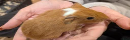 Guinea Pig rodents for sale: Male guinea pigs  - Advert 6