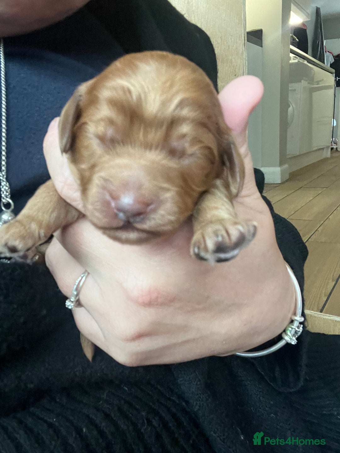 Cockapoo dogs for sale: Beautiful cockerpoo puppies  - Image 8
