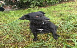 Mixed Breed dogs for adoption: Dagry - Norwich Norfolk  - Advert 13