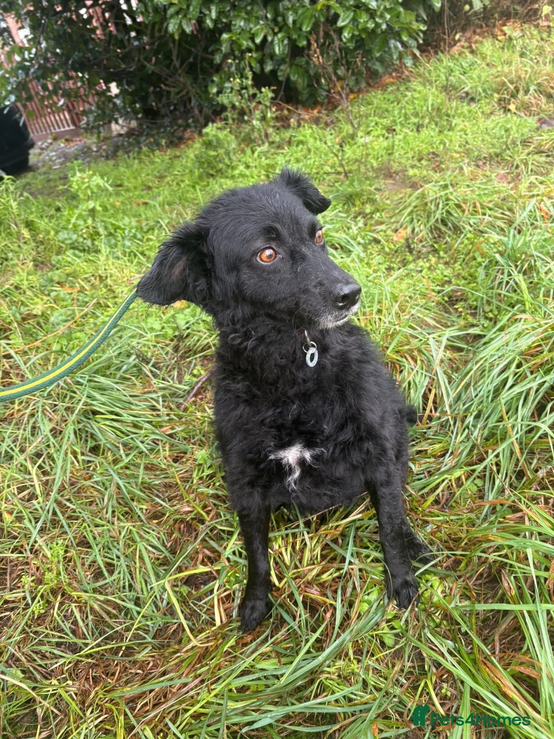 Mixed Breed dogs for adoption: Dagry - Norwich Norfolk  - Advert 13