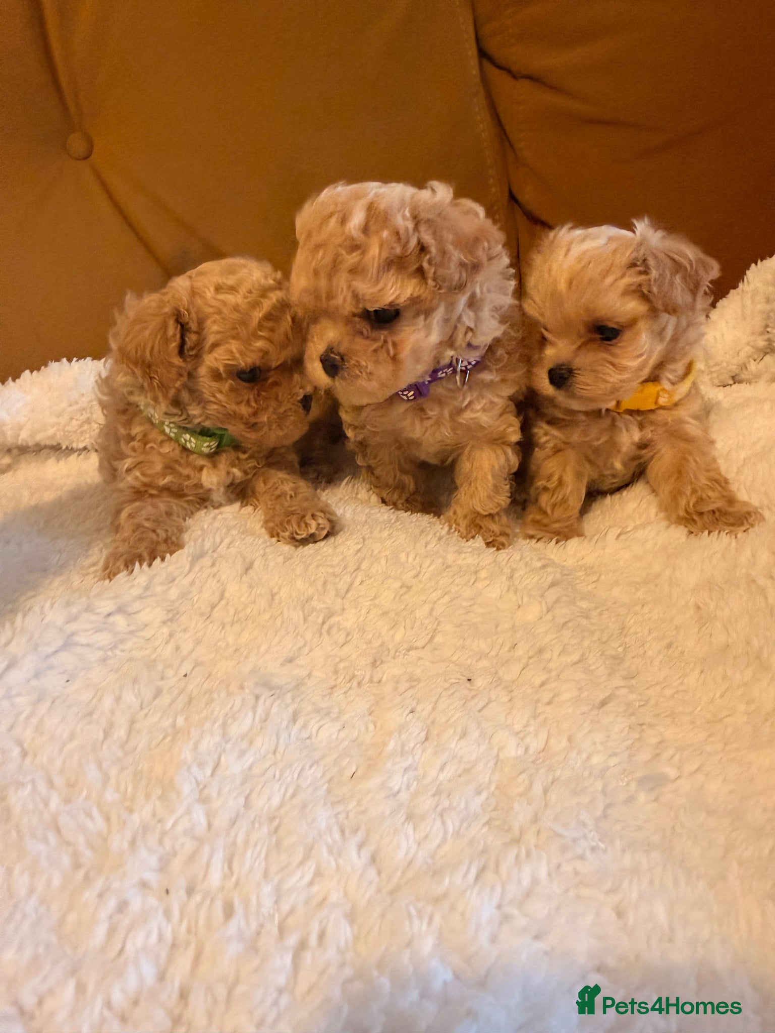 Maltipoo dogs 🧡🤎Beautiful F1 litter of Mini Mini Matipoo 🧡🤎 - Advert 7