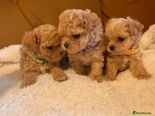 Maltipoo dogs 🧡🤎Beautiful F1 litter of Mini Mini Matipoo 🧡🤎 - Advert 7
