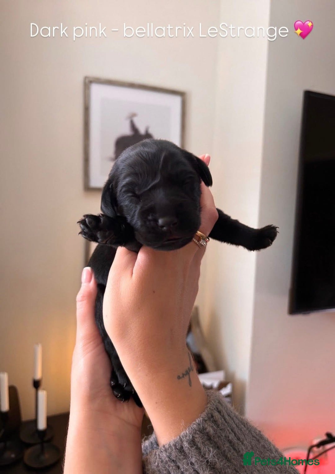 Labrador Retriever dogs for sale: Beautiful KC Labs / DRAKESHEAD - 1 BOY LEFT! - Advert 8