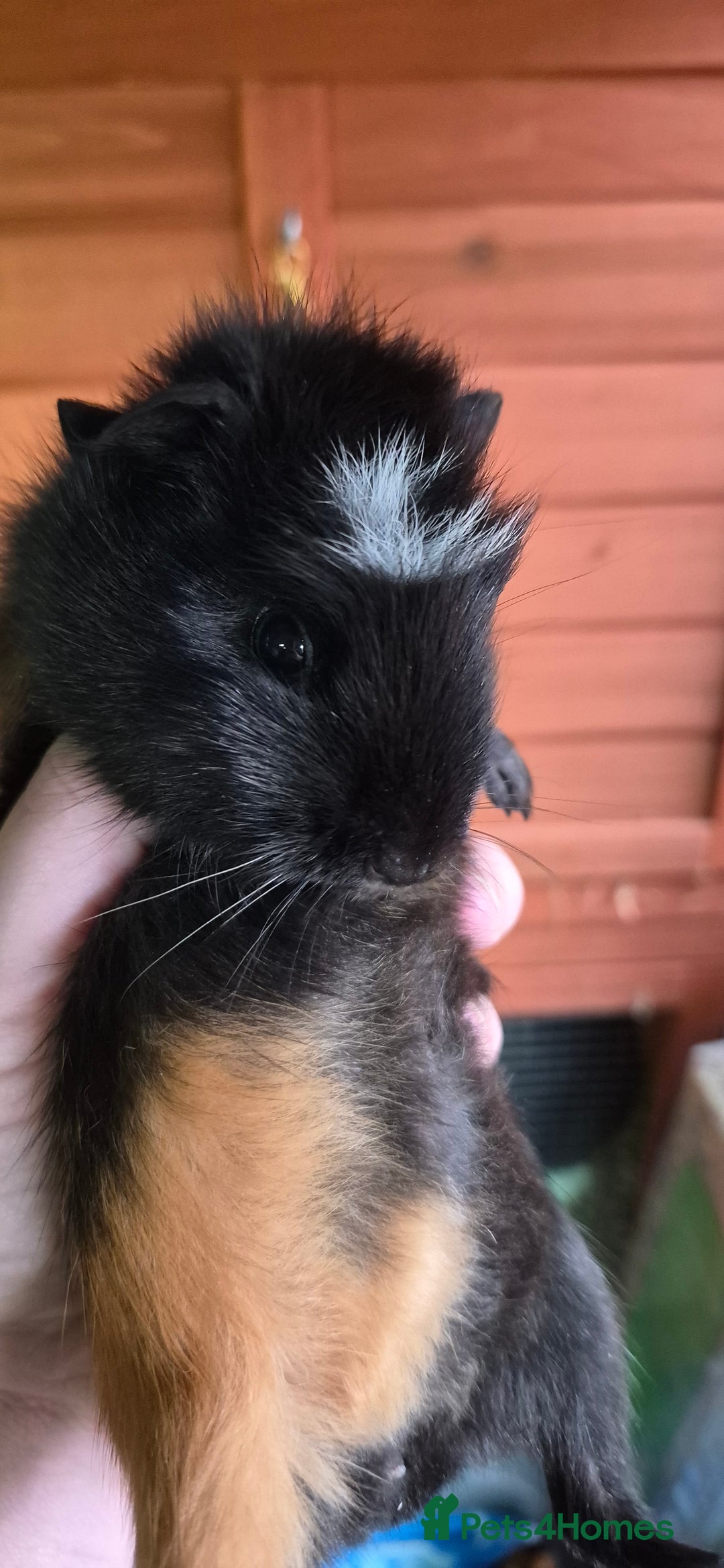 Guinea Pig rodents for sale: 2x Male guinea pigs - Advert 4