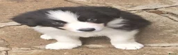 Border Collie dogs for sale: STUNNING HEALTH TESTED BORDER COLLIES in Huddersfield - Advert 1