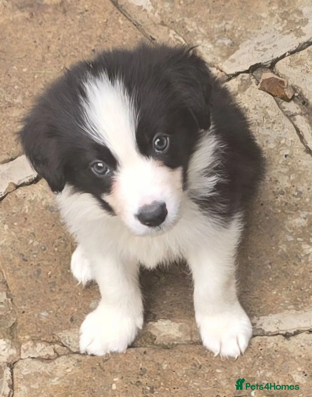 Border Collie dogs for sale: STUNNING HEALTH TESTED BORDER COLLIES in Huddersfield - Advert 1