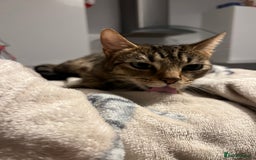 Mixed Breed cats for sale: Tabby cat  - Image 5