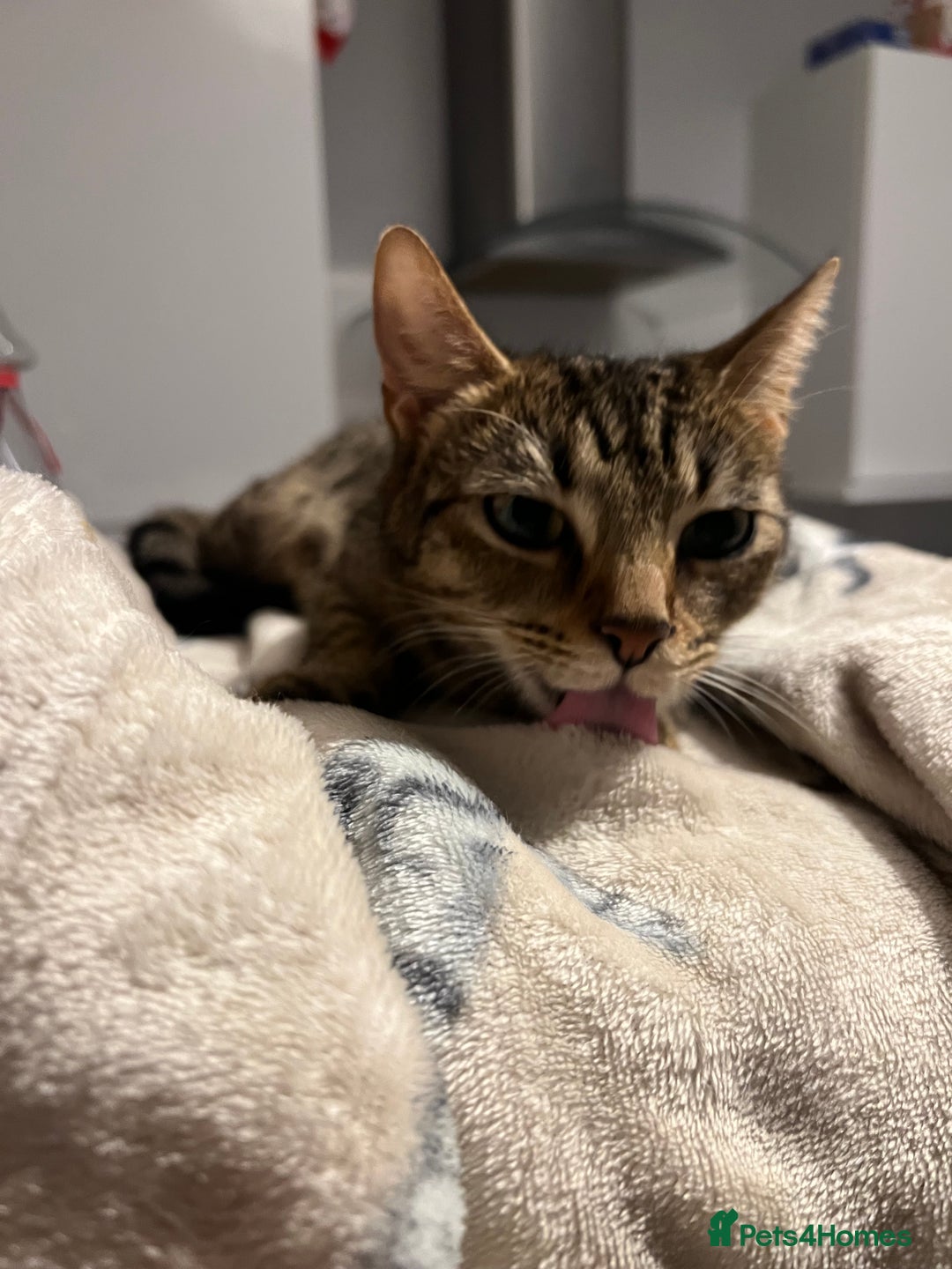 Mixed Breed cats for sale: Tabby cat  - Image 5