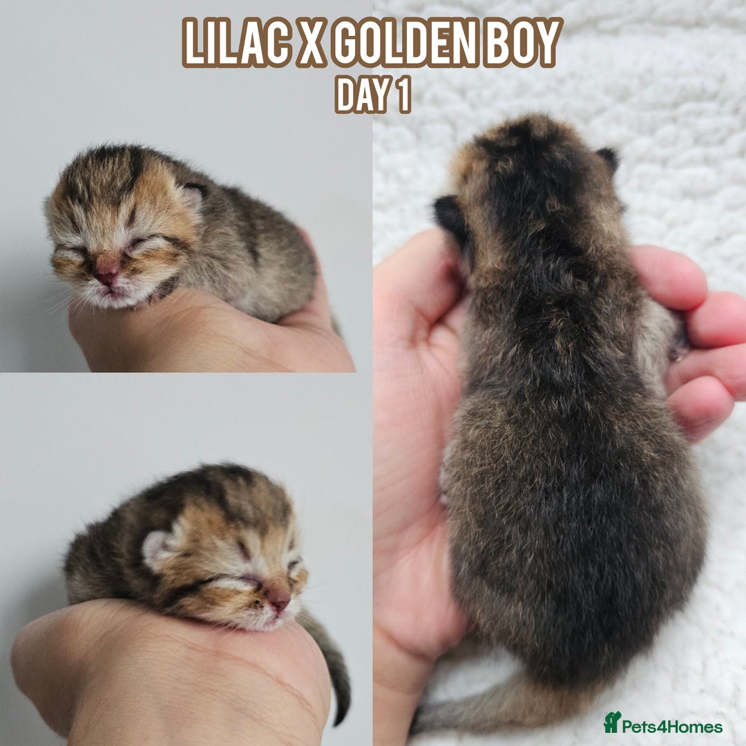 British Shorthair cats for sale: Golden British shorthairs - Reserve now! - Image 3