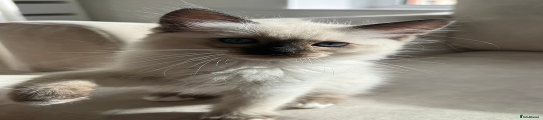 Ragdoll Kitten 1