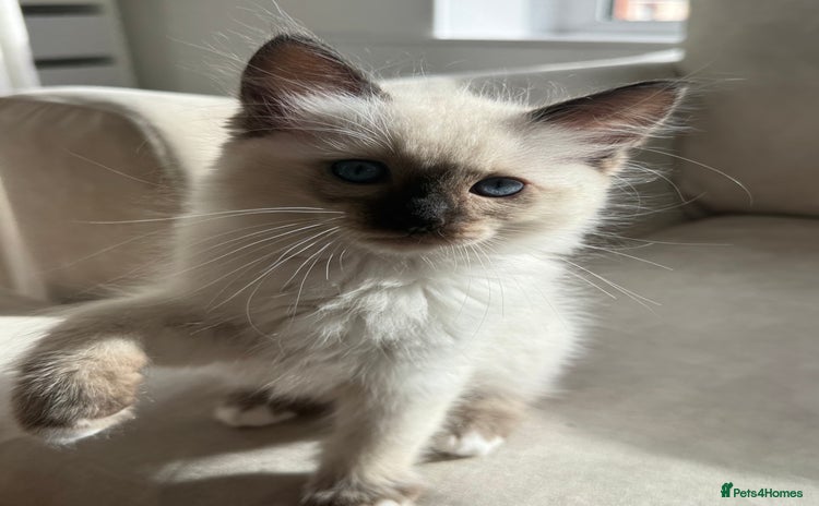 Ragdoll cats - Advert 13