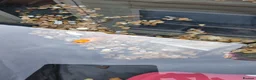 Goldfish fish for sale: Free goldies - Advert 3
