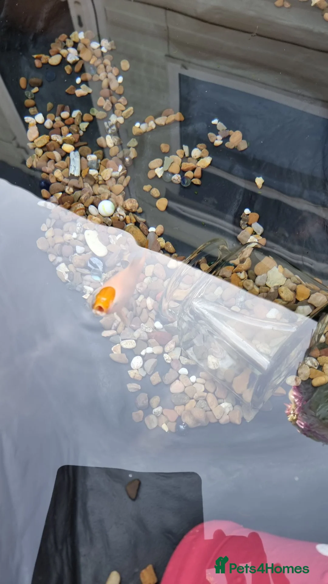 Goldfish fish for sale: Free goldies - Advert 3