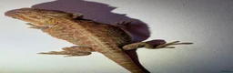 Bearded Dragon reptiles for sale: Stunning baby bearded dragons  - Advert 7