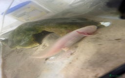 Axolotl reptiles for sale: Juvenile axalotl  - Image 1