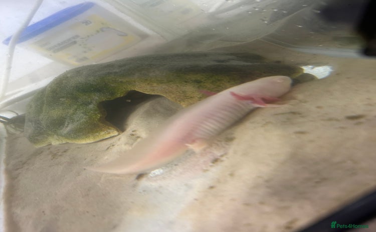 Axolotl reptiles - Advert 1