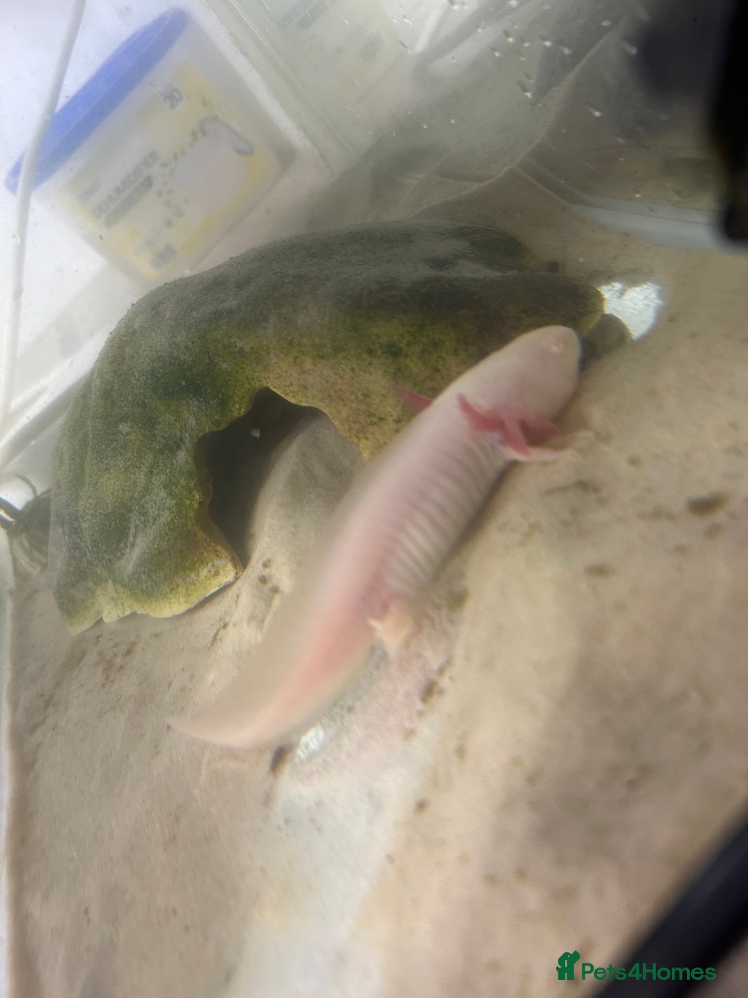 Axolotl reptiles for sale: Juvenile axalotl  - Image 1