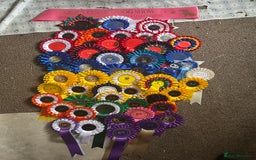 Rottweiler dogs for sale: 2 girls remaining  - Image 19