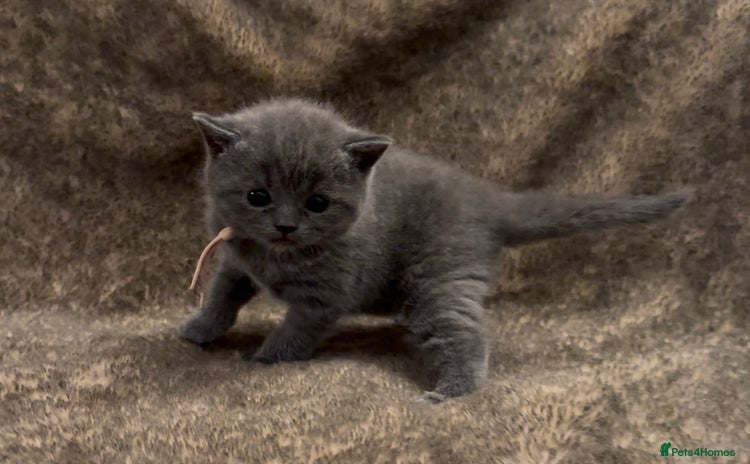 British Shorthair cats - Advert 2