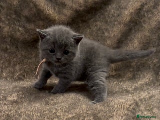 British Shorthair cats - Advert 6