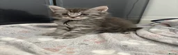 Maine Coon cats for sale: 🐾 Exceptional TICA Registered Maine Coons 🐾 - Advert 16