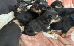 Mixed Breed dogs for sale: german shepard x old tyme bulldog  - Image 5