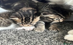 Mixed Breed cats for sale: Kittens - Image 9