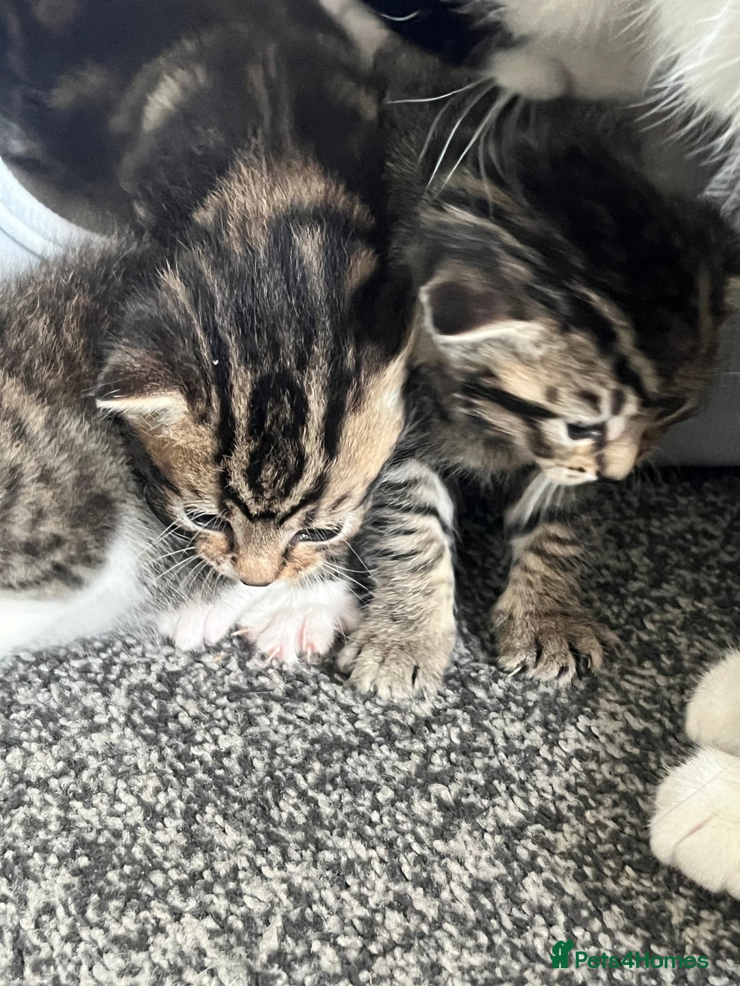 Mixed Breed cats for sale: Kittens - Image 9
