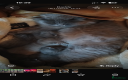 British Shorthair cats for sale: Beautiful fluffy British blue babies ready at  **  - Advert 4