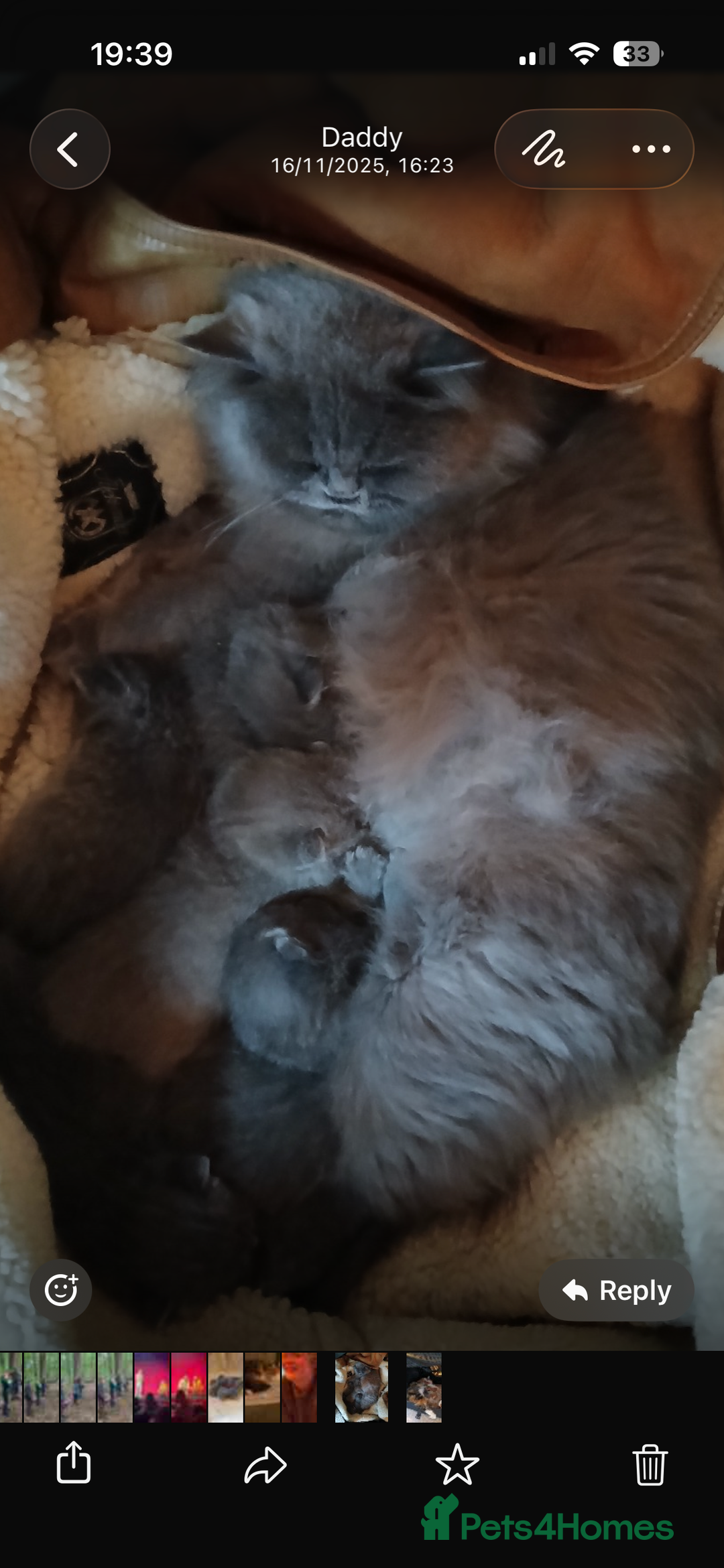 British Shorthair cats for sale: Beautiful fluffy British blue babies ready at  **  - Advert 4