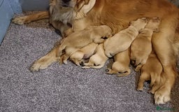 Golden Retriever dogs for sale: *Puppies for Sale: Golden Retrievers* - Image 1