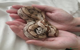 Snake reptiles for sale: Cb25 male hypo arabesque boa constrictor - Image 3