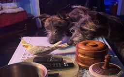 Mixed Breed dogs for sale: Lurcher Siblings - Image 17